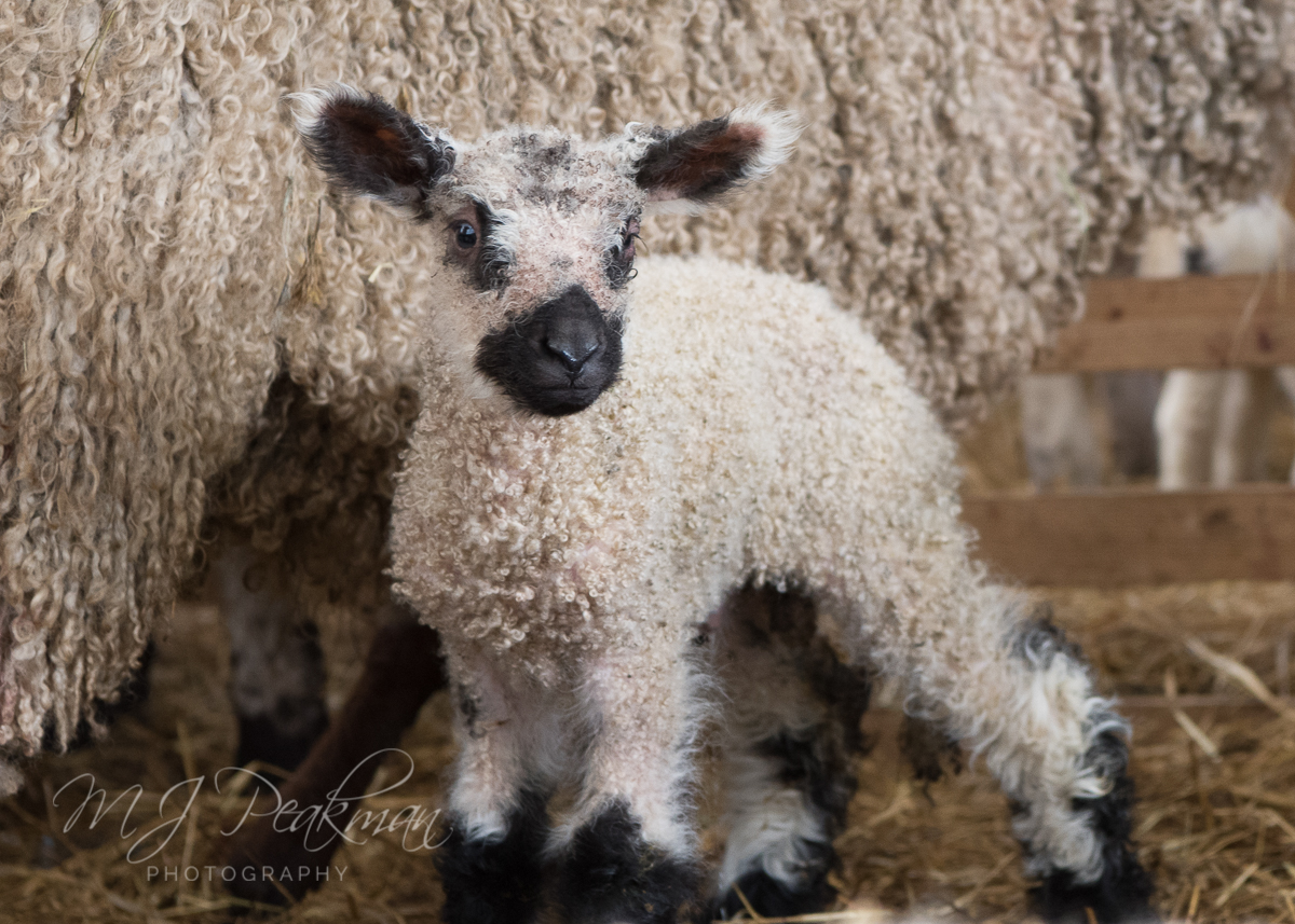 Teeswater Year Farm · Fleece · Fashion Bringing rare breed sheep to