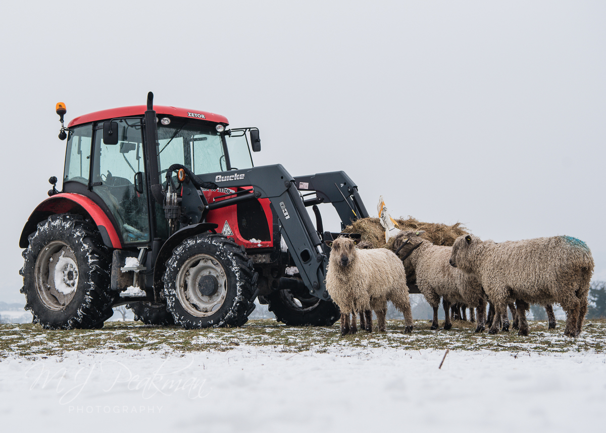Teeswater Year Farm · Fleece · Fashion Bringing rare breed sheep to the museum walls! a