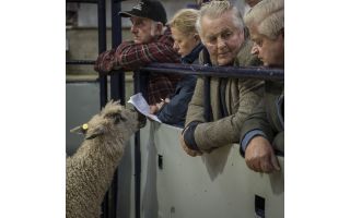 Teeswater Year : Farm · Fleece · Fashion - Bringing rare breed sheep to the museum walls!