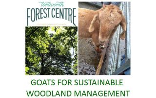 Goats for Sustainable Woodland Management