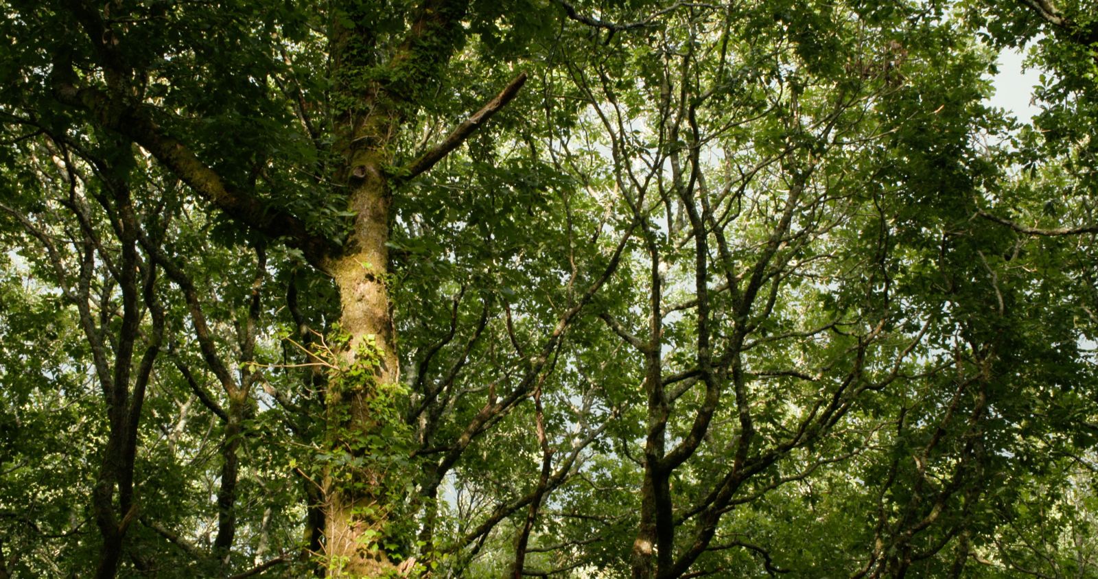 Temperate Rainforest in Devon