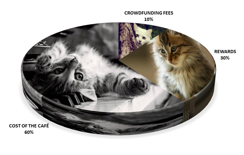 Bristol s First Cat Cafe a crowdfunding project on Bristol s First Cat Cafe a crowdfunding project on
