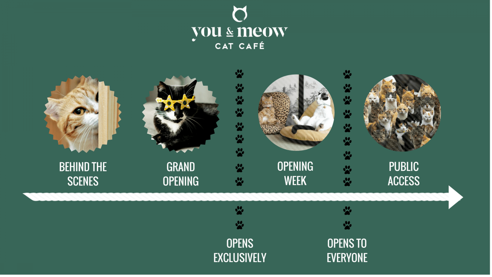 Bristol s First Cat Cafe a crowdfunding project on Bristol s First Cat Cafe a crowdfunding project on