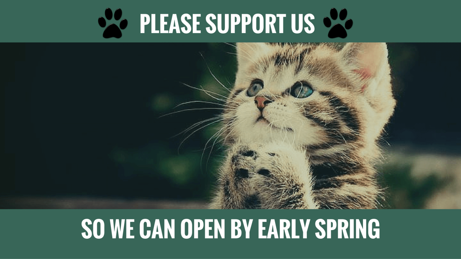 Bristol s First Cat Cafe a crowdfunding project on Bristol s First Cat Cafe a crowdfunding project on